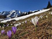 11 San Simone - Si scioglie la neve, fiorisce lo zafferamo maggiore (Crocus vernus) dai vari colori